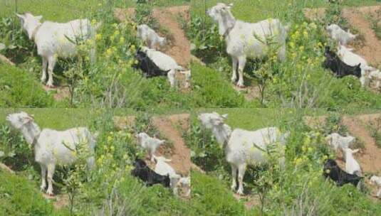 农村天然喂养散养山羊家畜高清在线视频素材下载