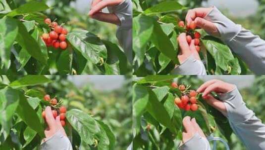 正在果园采摘樱桃的人高清在线视频素材下载