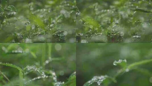 雨后小草丛绿植水珠露珠高清在线视频素材下载