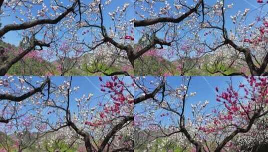 芳菲四月，山寺桃花始盛开高清在线视频素材下载