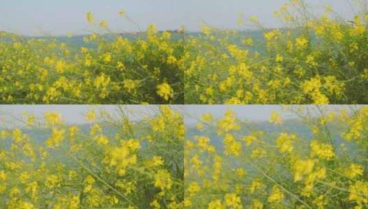 湖边的油菜花随风摇曳4k空境素材高清在线视频素材下载