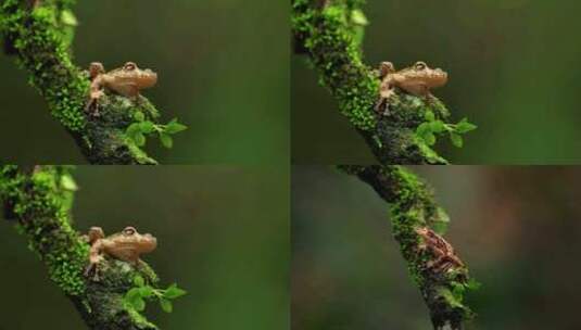 树上的树蛙高清在线视频素材下载