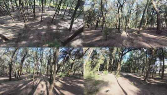 森林穿越机树林穿梭松树林穿过丛林树丛高清在线视频素材下载