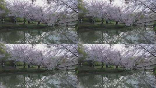 春天公园樱花湖面倒影高清在线视频素材下载