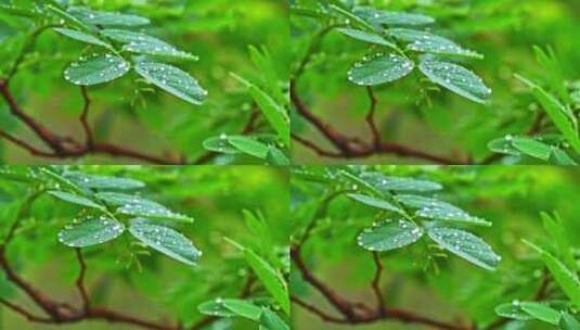 夏季下雨天山林植物树叶水珠特写高清在线视频素材下载