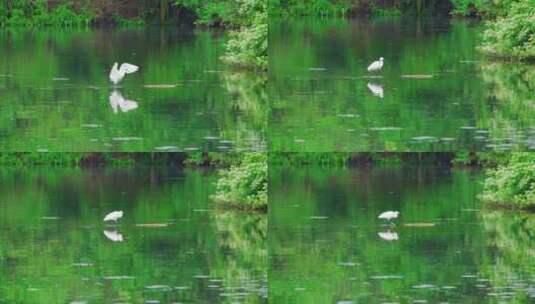 杭州西湖茅家埠春天水面上的白鹭慢镜头高清在线视频素材下载