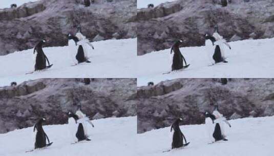慢动作企鹅奔跑，有趣的小动物与巴布亚企鹅高清在线视频素材下载