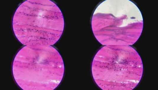 显微镜下的表皮细胞高清在线视频素材下载