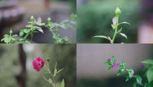 雨后的花朵蝴蝶水珠高清在线视频素材下载