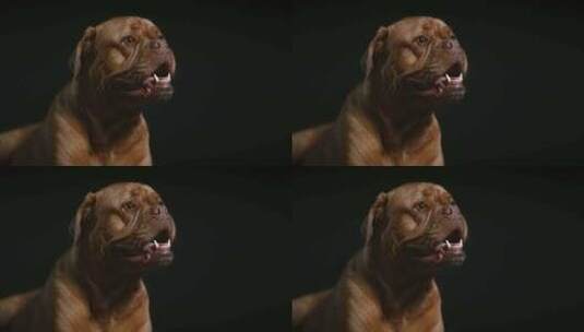 Dogue De Bordeaux，狗，高清在线视频素材下载