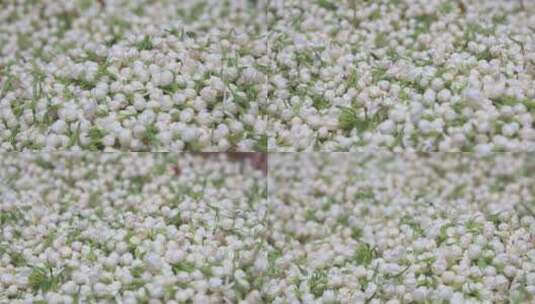 唯美茉莉花与茉莉花茶制作高清在线视频素材下载