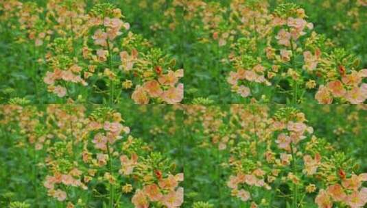 油菜花春天油菜花海油菜花田菜花花海高清在线视频素材下载