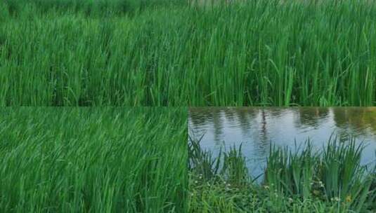 沼泽地湿地公园水草风吹草动高清在线视频素材下载