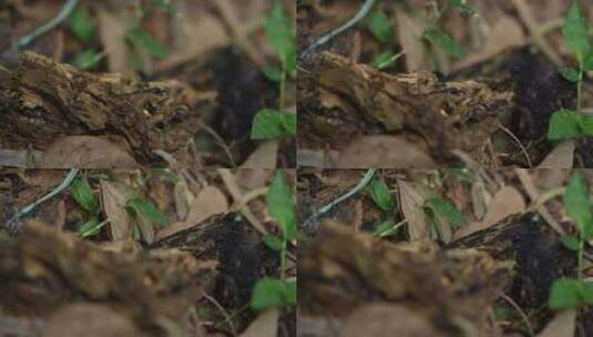 丛林地上的老木头实拍高清在线视频素材下载