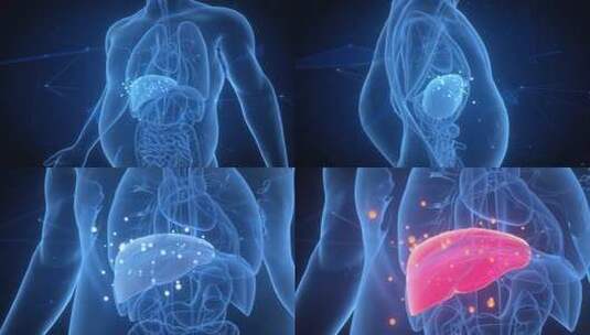人体内部消化器官肝脏解剖动画概念。3D高清在线视频素材下载