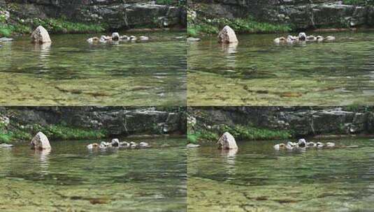 夏天森林里岩石小溪溪流瀑布流水高清在线视频素材下载