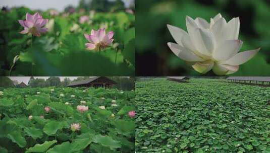 夏日荷花高清在线视频素材下载