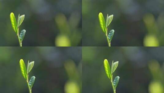 春天茶叶嫩芽牙尖特写高清在线视频素材下载