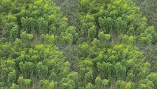 安徽皖南山区高山上的绿色竹林航拍高清在线视频素材下载