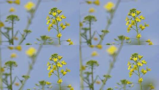 春天田野里盛开的油菜花自然风景背景农业高清在线视频素材下载