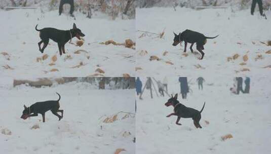 雪地里的黑色宠物犬觅食与奔跑高清在线视频素材下载