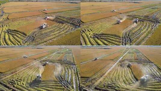 秋天秋季风景霜降节气秋收的稻谷水稻高清在线视频素材下载