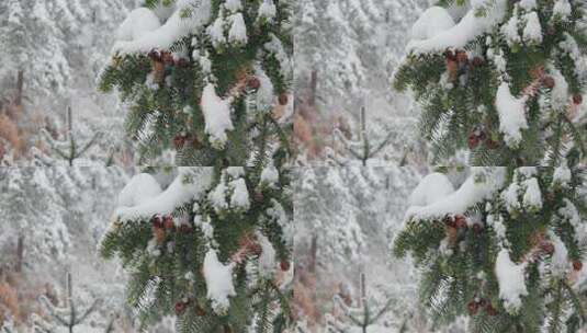 冬天积雪覆盖的松树枝特写高清在线视频素材下载