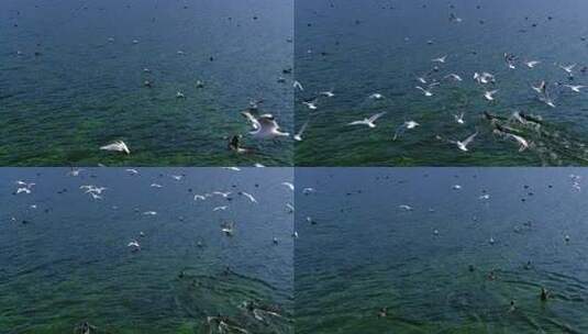湖面海鸥飞翔与水鸟游弋高清在线视频素材下载