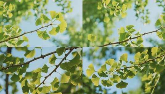 阳光下的银杏树叶特写高清在线视频素材下载