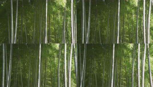 杭州西湖黄龙洞景区 幽静的竹林高清在线视频素材下载