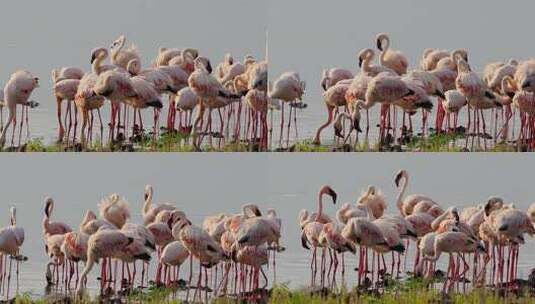 湖边聚集的火烈鸟群高清在线视频素材下载