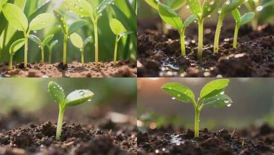 幼苗生长特写素材高清在线视频素材下载