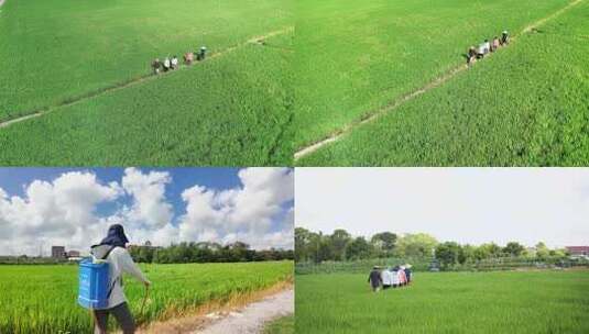 稻田中行走的人群俯瞰画面高清在线视频素材下载