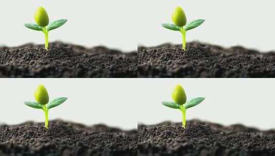 破土而出的植物幼苗高清在线视频素材下载
