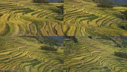 航拍浙江丽水云和梯田 秋天丰收的金色稻田高清在线视频素材下载