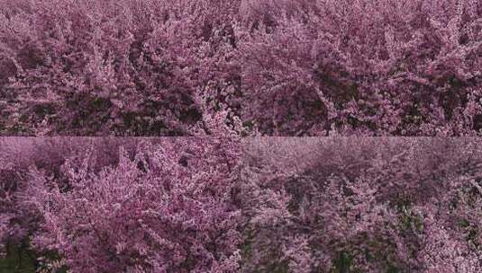 春天公园里大片紫红色梅花盛开高清在线视频素材下载