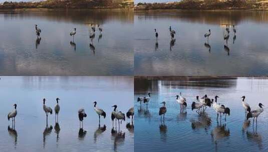 2025年12月威宁草海候鸟黑颈鹤晨曦高清在线视频素材下载