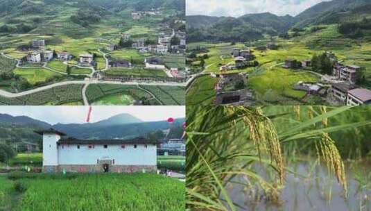三明太华泰安堡水稻丰收高清在线视频素材下载