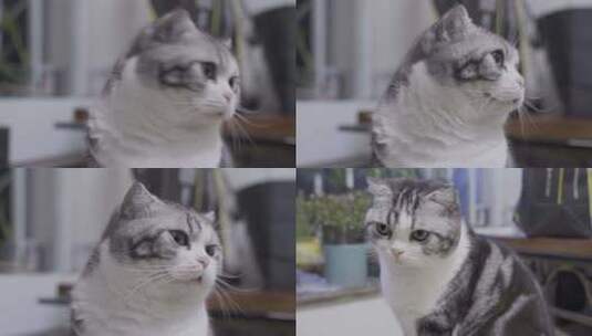 一只虎斑宠物猫高清在线视频素材下载