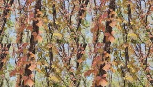 微风中的秋叶色彩斑斓高清在线视频素材下载