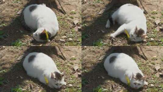 冬末初春公园里流浪猫肥猫高清在线视频素材下载