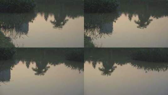 傍晚湖面里倒影的水草高清在线视频素材下载