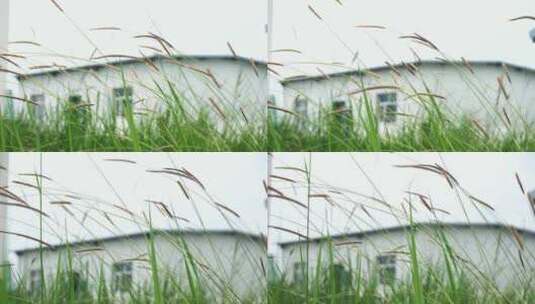 夏季雨后房前草地苇草高清在线视频素材下载