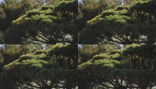 阳光洒在松树上高清在线视频素材下载