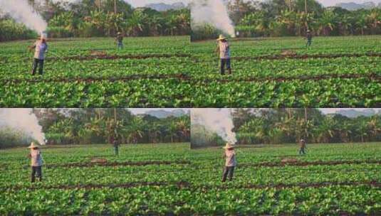 农民菜地淋菜青菜蔬菜种植浇水高清在线视频素材下载