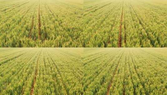 麦子 麦苗 麦收 麦田 丰收 收获 小麦 庄稼高清在线视频素材下载