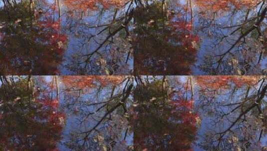 秋天唯美红叶红枫倒映在水里高清在线视频素材下载