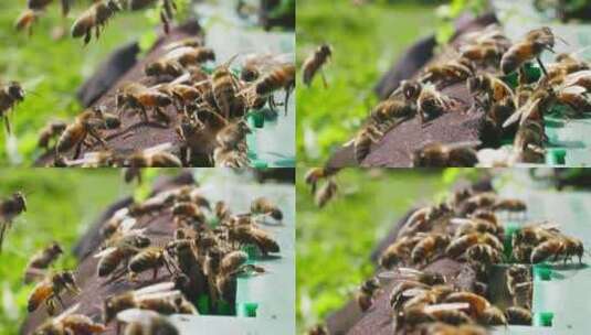 春天田野里的养蜂场阳光下蜜蜂密集进出蜂巢高清在线视频素材下载