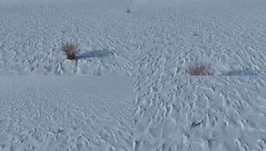 冬季大兴安岭山谷原野雪地上的狐狸高清在线视频素材下载