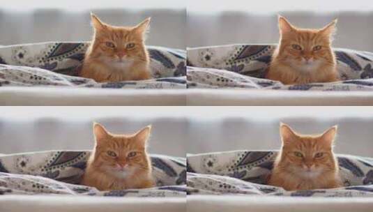 可爱的姜黄猫躺在毯子下的床上。毛茸茸的宠高清在线视频素材下载